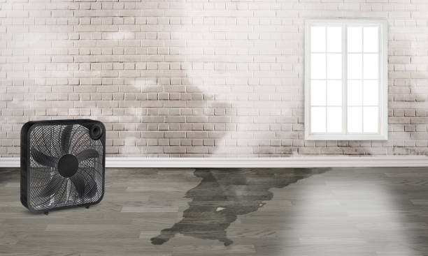 Best Water damage cleanup near me  in West Union, IA